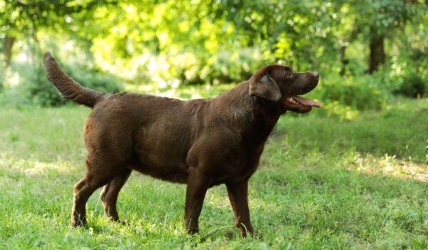 étude labrador en surpoids consommation croquettes