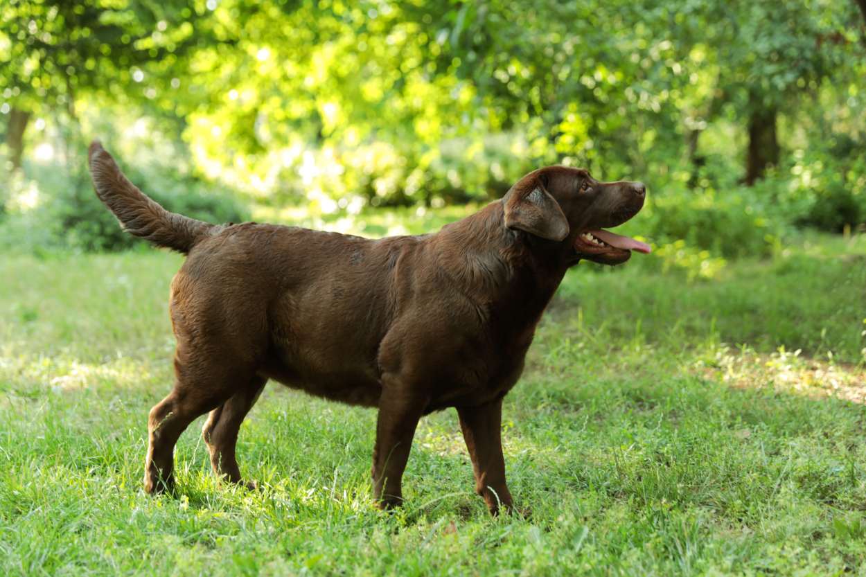 étude labrador en surpoids consommation croquettes
