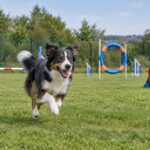 parc pour chiens bordeaux