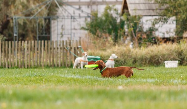 votre pension pour chien est elle en règle