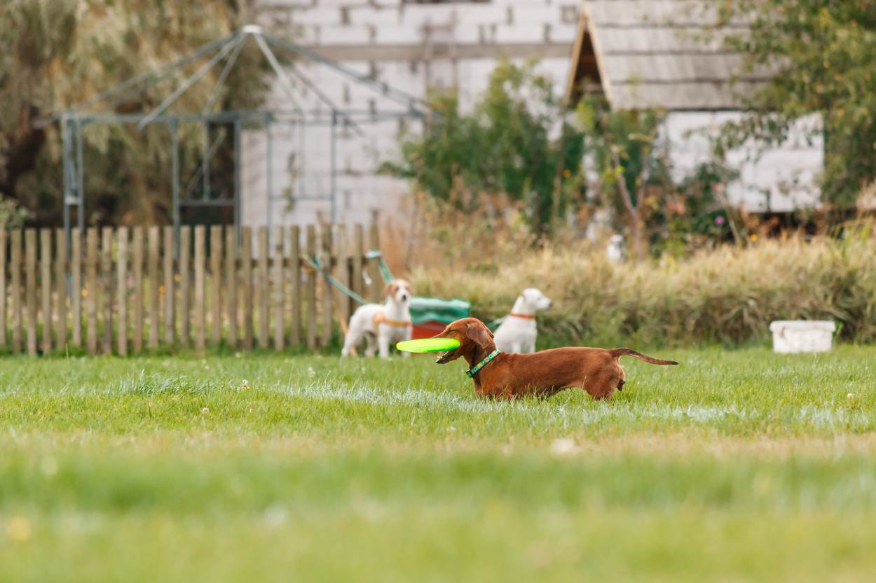 votre pension pour chien est elle en règle