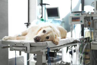 santé chien 3 à 8 ans