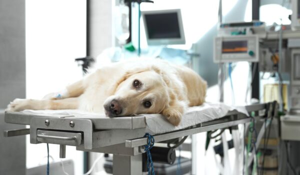 santé chien 3 à 8 ans