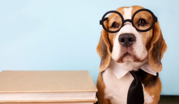 super chien expérience