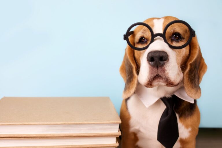 super chien expérience